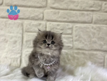 British Longhaie Matmazel Yuva Arıyor