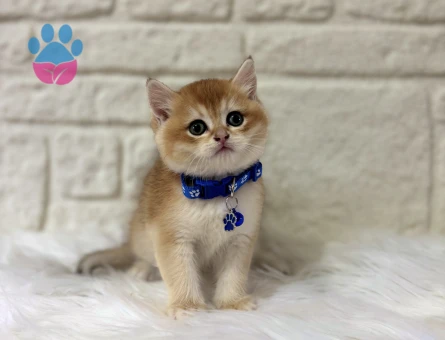 British shorthair Golden ny12 Erkek Yavrumuz