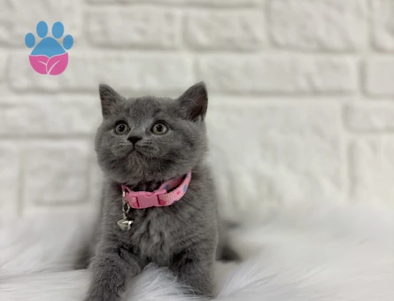 British Shorthair Gri Dişi 2 Aylık