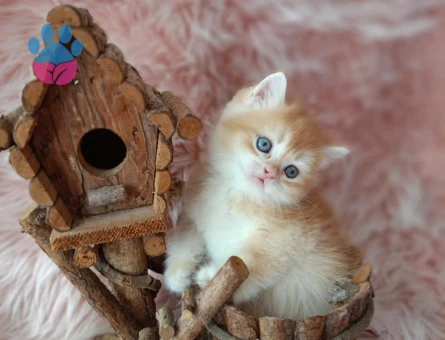British Shorthair Golden Minnoş Dişi Yavrumuz