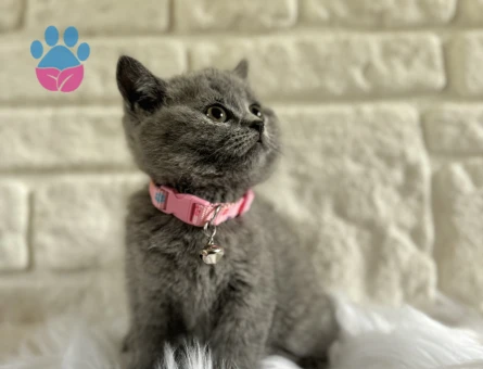 British Shorthair Gri Dişi 2 Aylık Topaç Kafa