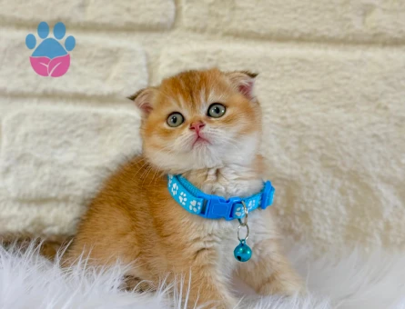 Scottish Fold Golden Nadir Bulunan Erkek Yavrumuz