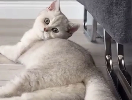 British short hair beyaz dişi kedi