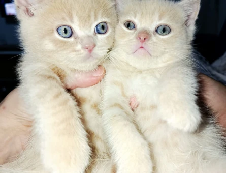 British Shorthair 2 Aylık Yavrular