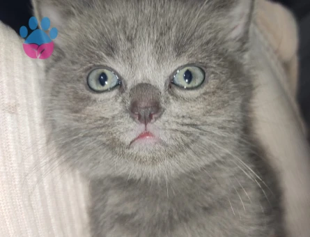 British Shorthair 2 Aylık Yavrular