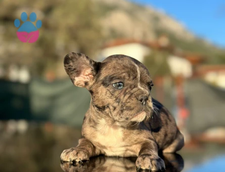 French Bulldog 3 Aylık Dişi