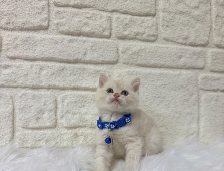 British shorthair Fındık Kreması Erkek Yavrumuz
