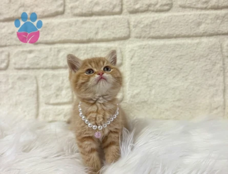 British Shorthair Sarı Papatya Dişi 2 Aylık