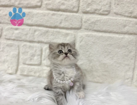 British Shorthair Silver Tabby 2 Aylık
