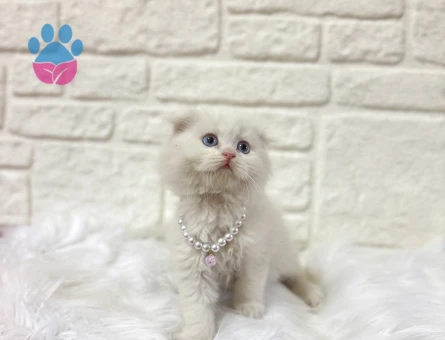 British Longhair Dişi Beyaz Kuğu 2 Aylık