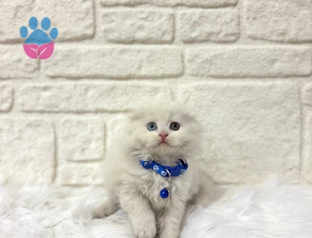 British Longhair Küçük Prens 2 Aylık Oldd Eyes