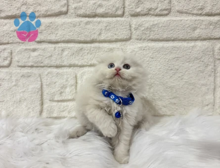 British Longhair Küçük Prens 2 Aylık Oldd Eyes