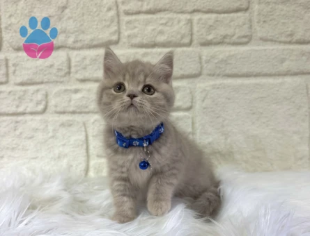 British Shorthair Lilac Tabby Topaç Kafa Yavrumuz