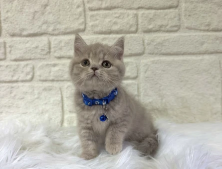 British Shorthair Lilac Tabby Topaç Kafa Yavrumuz