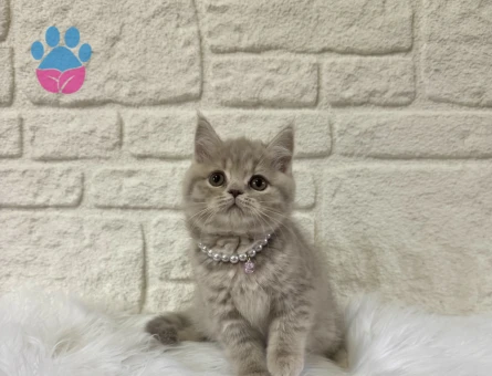 British Shorthair Lilac Tabby Dişi 2 Aylık