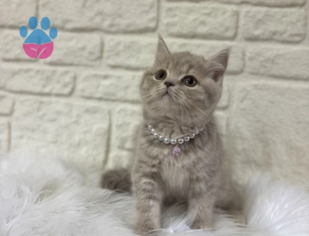 British Shorthair Lilac Tabby Dişi 2 Aylık