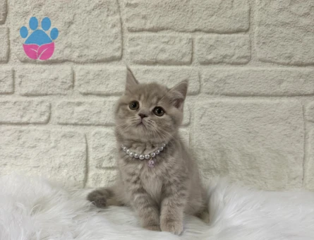British Shorthair Lilac Tabby Dişi 2 Aylık