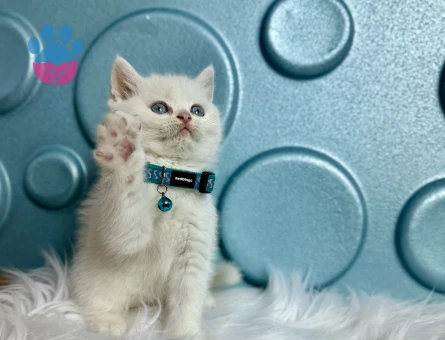 British Shorthair Mavi Boncuk Erkek 2 Aylık