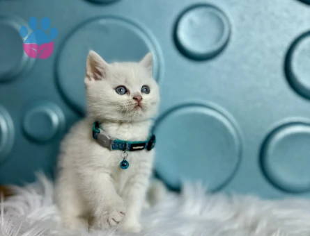 British Shorthair Mavi Boncuk Erkek 2 Aylık
