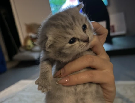 British Short Yavrular