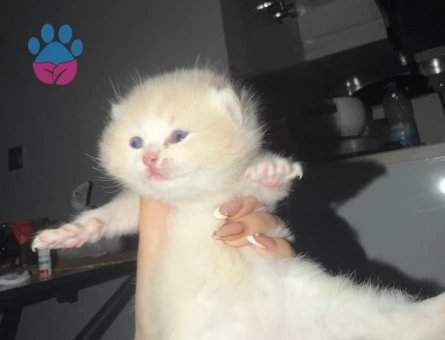 British Short Yavrular