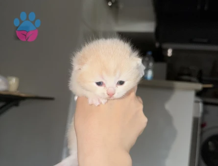 British Short Yavrular