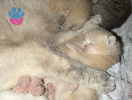 British Short Yavrular