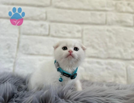 Scottish Fold 2 Aylık Erkek Yavrumuz