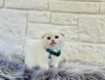 Scottish Fold 2 Aylık Erkek Yavrumuz