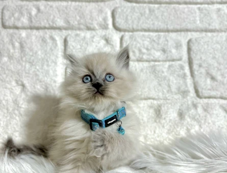 British Longhair Erkek Aşıları Tam Eğitimli