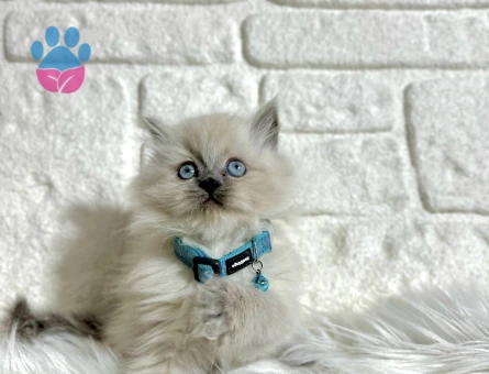 British Longhair Erkek Aşıları Tam Eğitimli