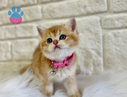 Muhteşem Güzellik British Shorthair Golden Dişi