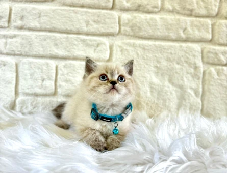 British Shorthair Lynx Point Erkek Yavrumuz