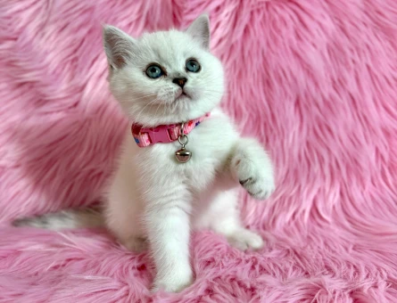 British Shorthair Point Dişi