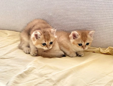 Golden ny12 safkan yeşil gözlü kardeş bebişler