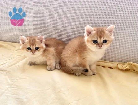 Golden ny12 safkan yeşil gözlü kardeş bebişler