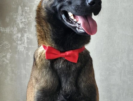 Belgian Malinios 1 Yaşında Eş Arıyor - 118983946