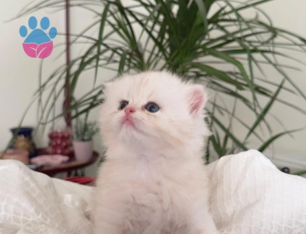 British longhair orijinal bebekler