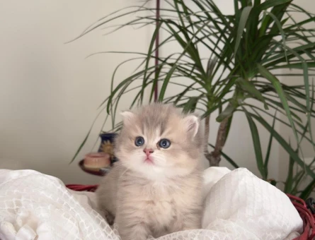 British longhair orijinal bebekler