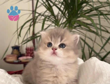 British longhair orijinal bebekler