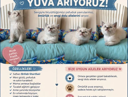 British Shorthair blue point