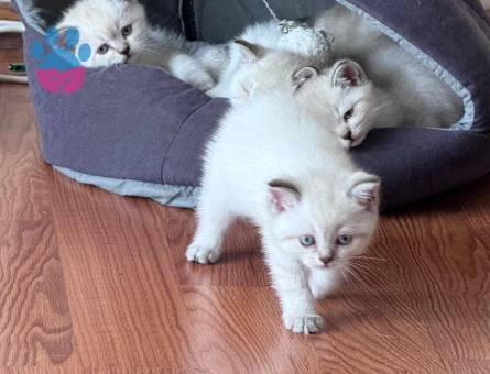 British Shorthair blue point