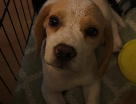 Beagle Yavrusu