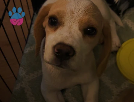 Beagle Yavrusu