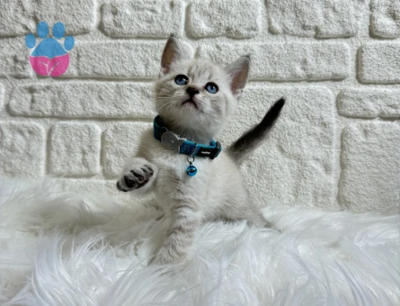 British Shorthair 2 Aylık Erkek Bluepoint