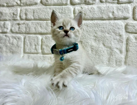 British Shorthair 2 Aylık Erkek Bluepoint