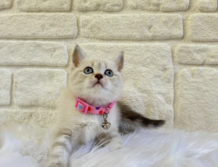 British Shorthair 2 Aylık Dişi Yavru