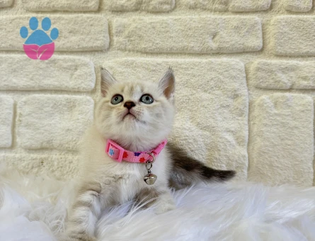 British Shorthair 2 Aylık Dişi Yavru