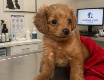 3 aylık Maltipoo Yuva Arıyor - 4712