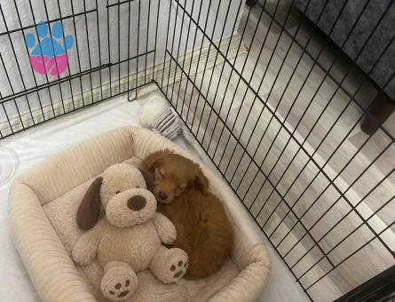 3 aylık Maltipoo Yuva Arıyor
